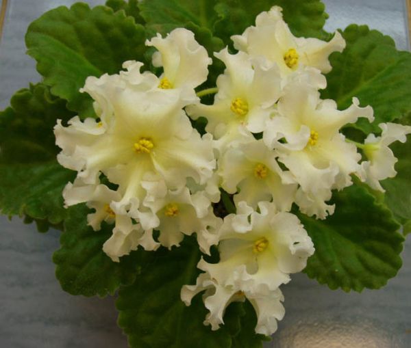 Новинка американской селекции - 2005 (Sorano)