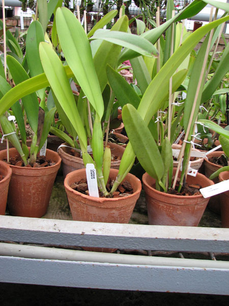 Cattleya dowiana.jpg