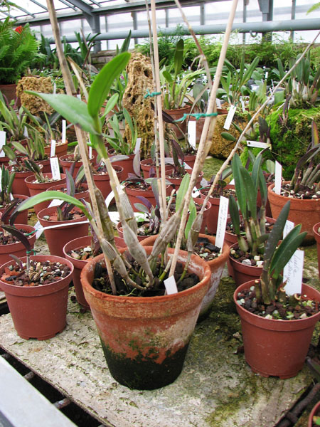 Dendrobium crumenatum.jpg