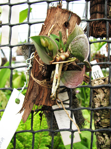 Meiracyllum trinasutum.jpg