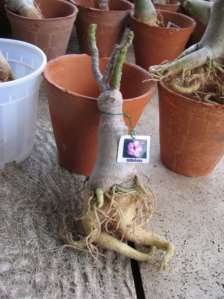 Adenium Milk Shake.jpg
