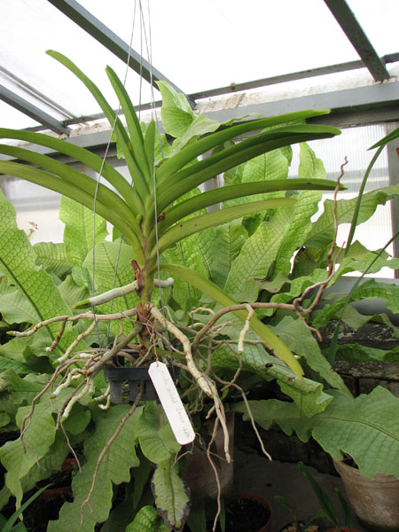 Ascocenda Oriental Siberian White.jpg