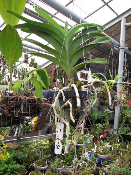 Vanda Manuel Torres.jpg