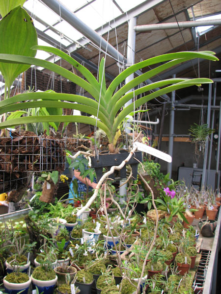 Ascocenda Fuchs Gold x Vanda Kultana Gold.jpg