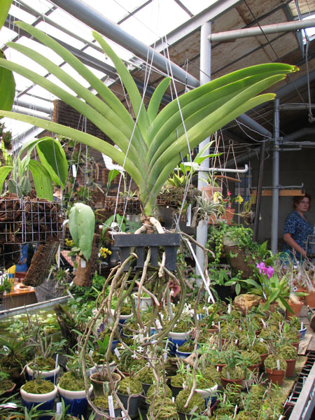Ascocenda Butterfly x Vanda Chavananonda x Ascocenda Kultana Brown.jpg