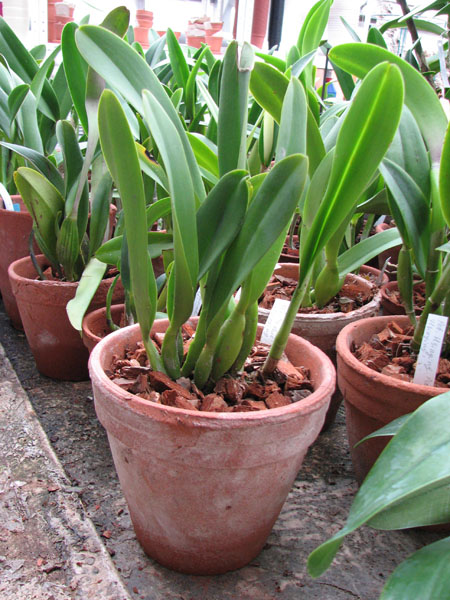 Brassolaeliocattleya Toshies Magic Hsinying.jpg