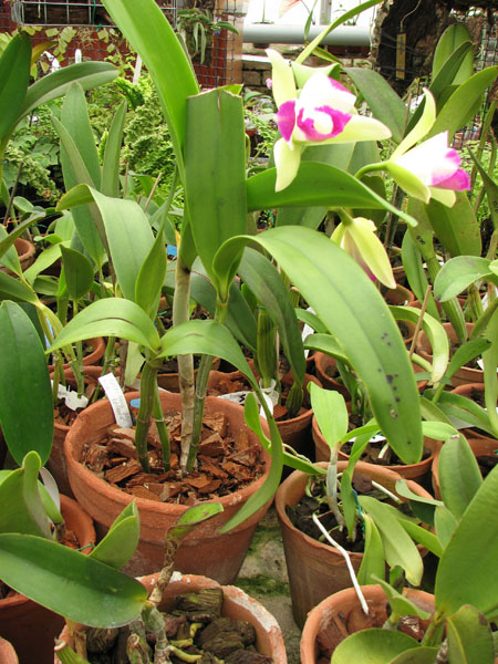 Epilaeliocattleya Mae Bly Ching Hua Splash1.jpg