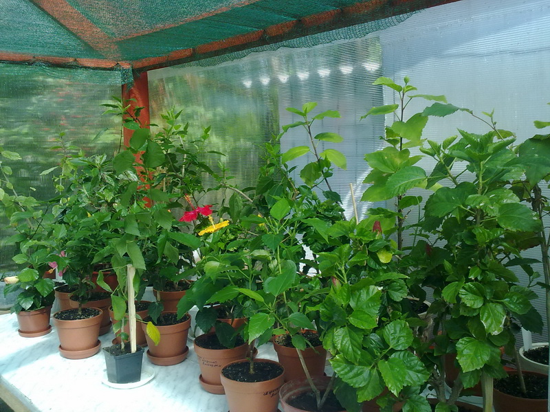 цветики дача 069.jpg