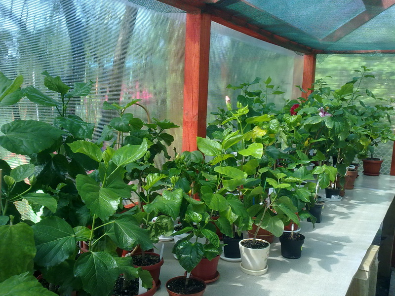 цветики дача 068.jpg