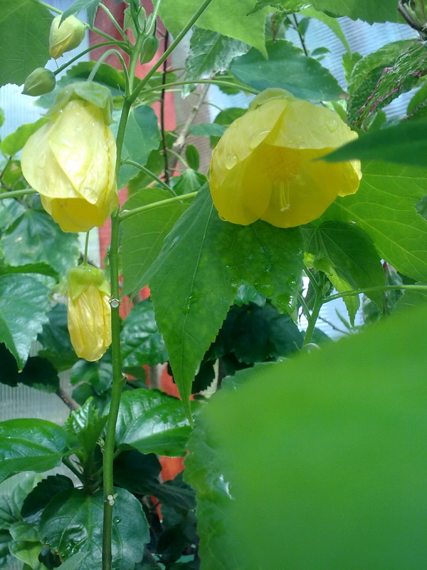 цветики дача 065.jpg