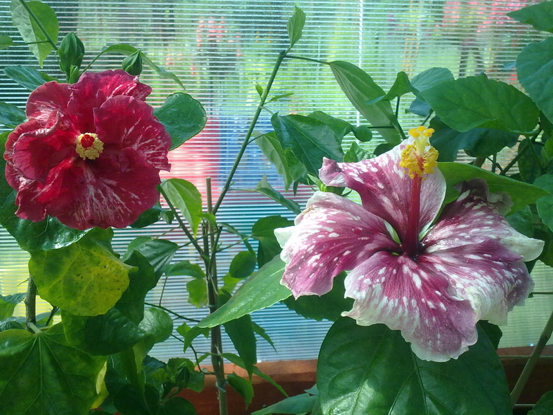 цветики дача 061.jpg