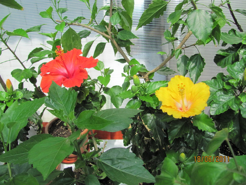 цветики дача 046.jpg