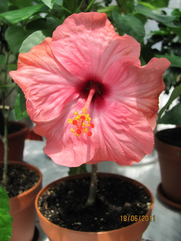 цветики дача 042.jpg