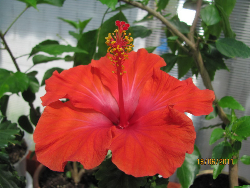 цветики дача 041.jpg