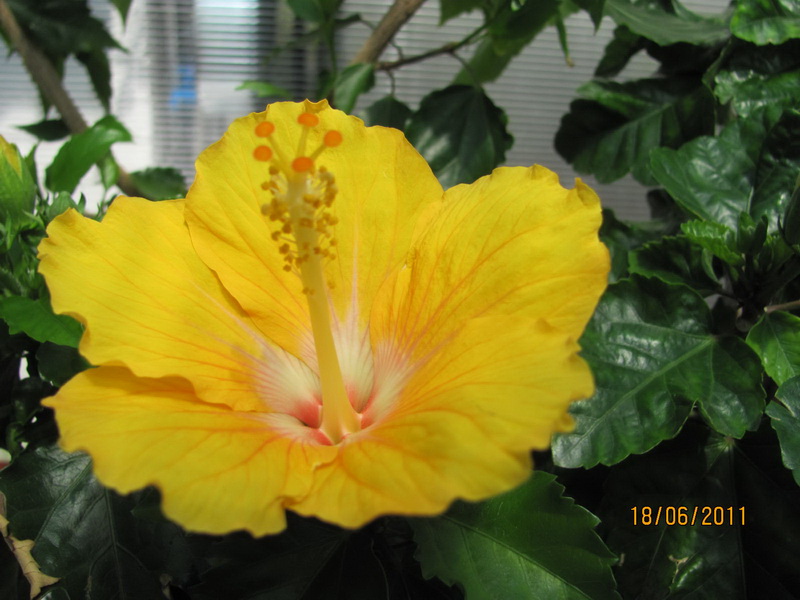 цветики дача 040.jpg