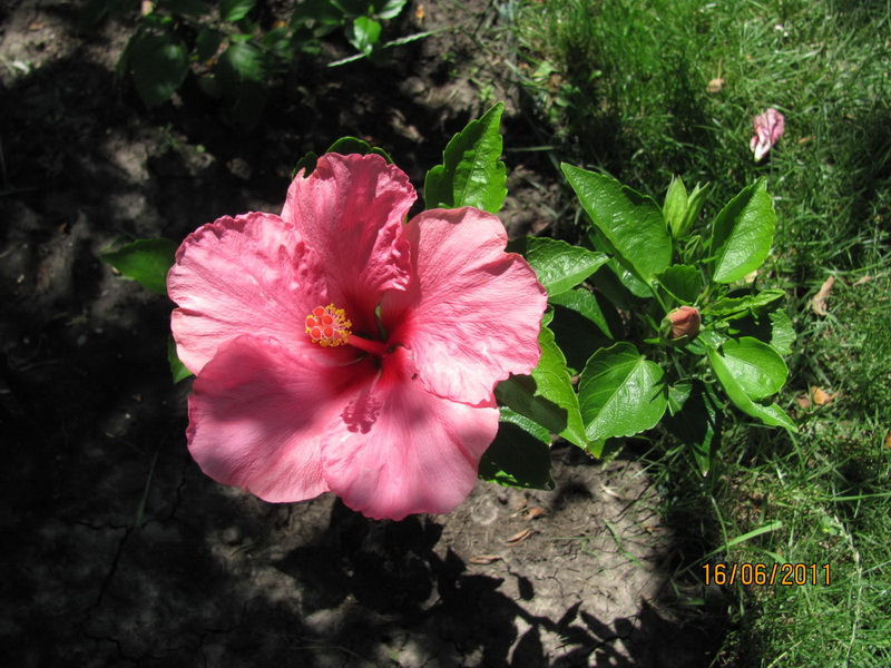 цветики дача 032.jpg