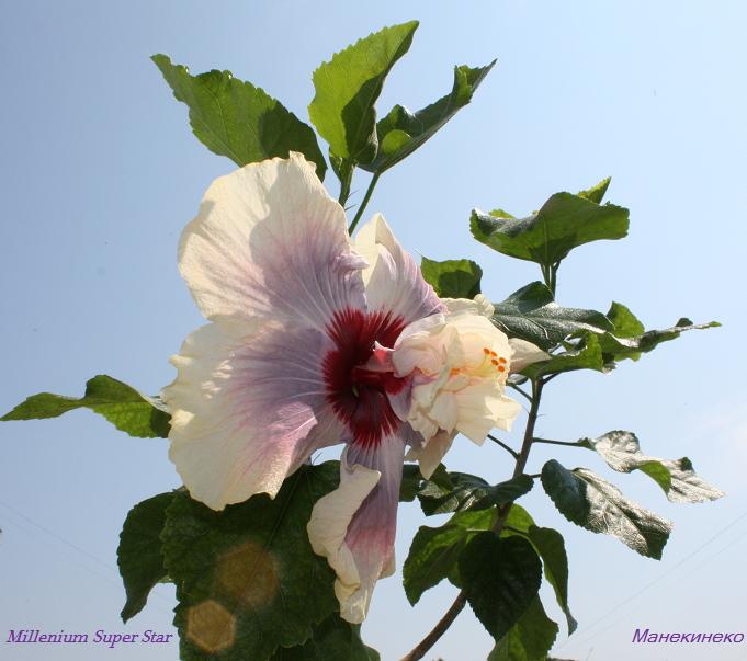 Millenium Super Star.jpg