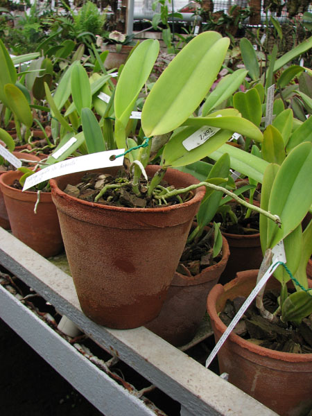 Cattleya labiata semi alba Robusta x SELF.jpg