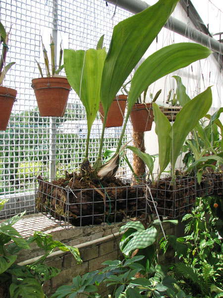 Stanhopea haseloviana.jpg