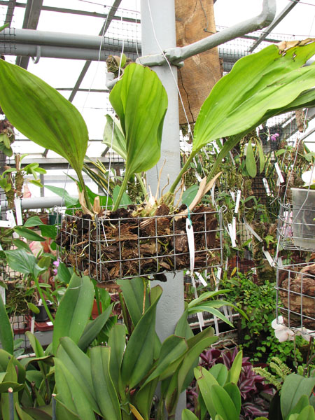 Stanhopea jenischiana.jpg