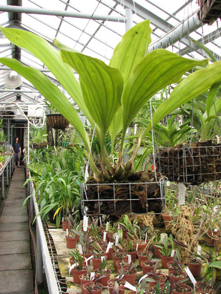 Stanhopea reichenbachiana.jpg