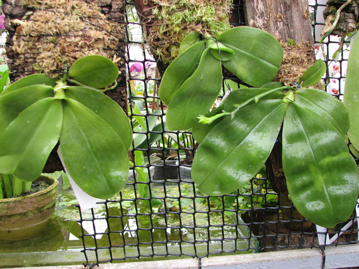 Phalaenopsis violacea Borneo.jpg