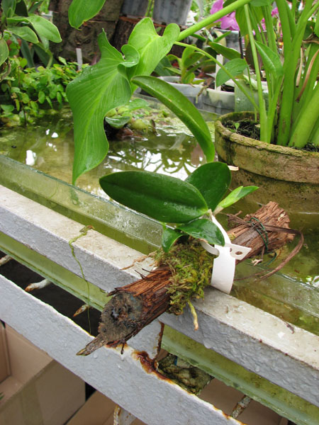 Laelia alaori colibri.jpg