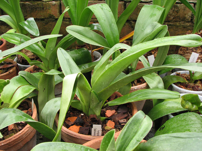 Paphiopedilum Casablanca x Casablanca.jpg