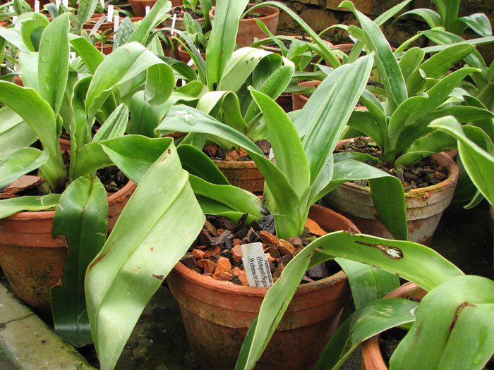 Paphiopedilum (Hotspot x Signature) x Weihnachtsblueher.jpg