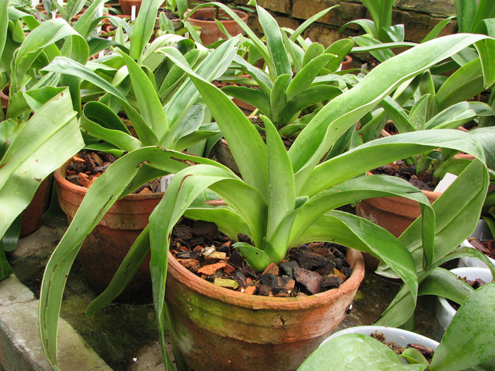 Paphiopedilum JuniorWorld x Schining World.jpg