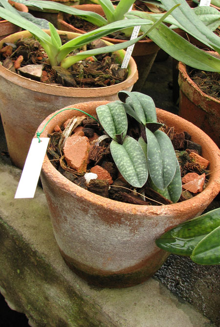 Paphiopedilum armeniacum 2.jpg