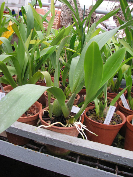 Brassia maculata 1.jpg