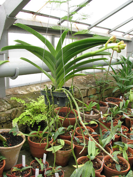 Vanda Sankamphaeng x Vanda Pacharie Delight.jpg