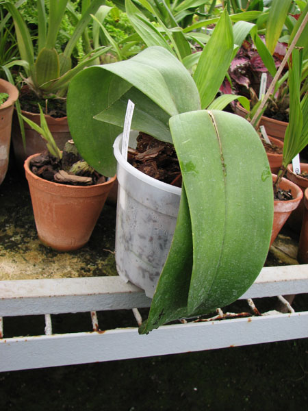 Doritaenopsis Black Butterfly.jpg