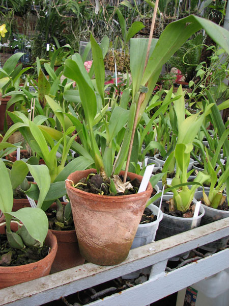 Brassia arcuigera.jpg