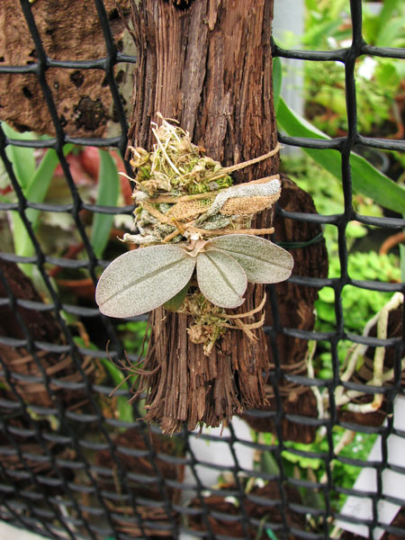 Aerangis punctata.jpg