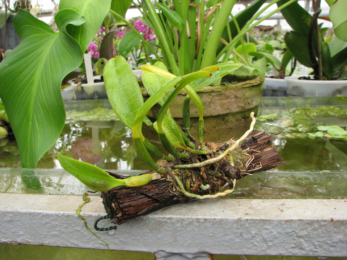 Laelia praestans Lena x Laelia praestans Daniel.jpg