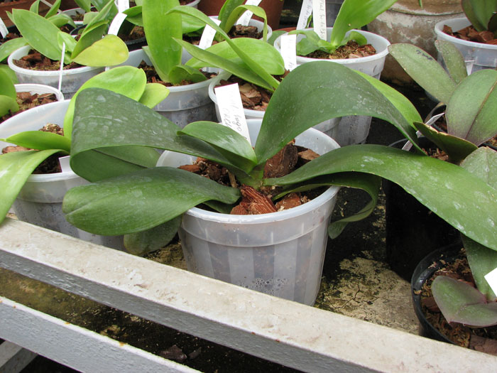 Phalaenopsis Sogo Cake.jpg