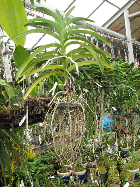 Vanda Kultana Gold x Vanda tessellata.jpg