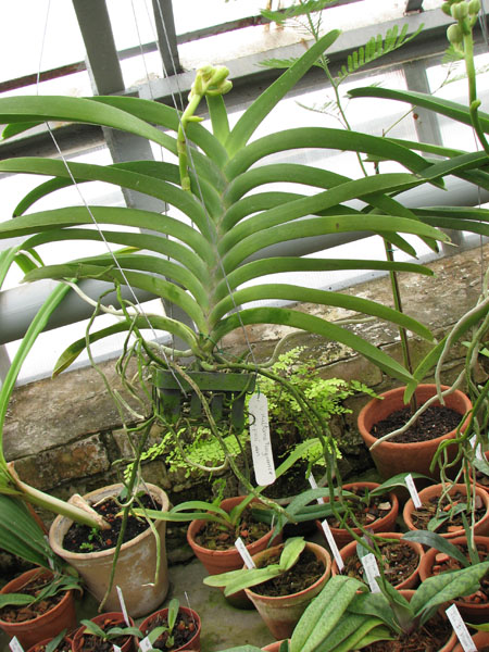 Vanda Kultana Fragrance x Vanda Seeprai.jpg