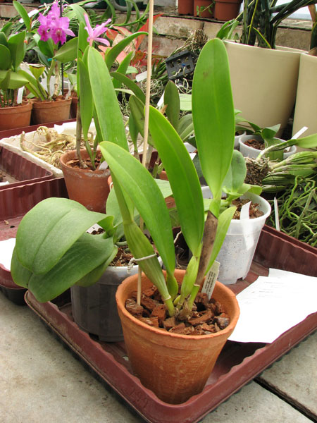 Cattleya gigas var sanderiana.jpg