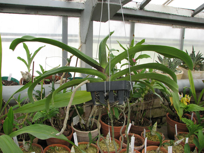 Rhynchostylis gigantea red.jpg