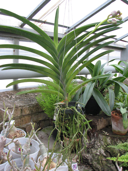 Vanda Kasems Delight Purple Blue x Vanda Fuchs Delight Dr Anek.jpg