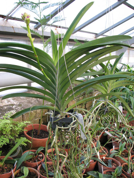 Vanda Pures Wax Purplish Blue.jpg