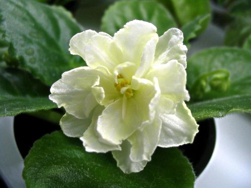 Сенполия Lemon Kisses Sorano. Крупные полумахровые и махровые пушистые белые звезды с лимонно-желтыми прожилками над светло-зеленой волнистой листвой.