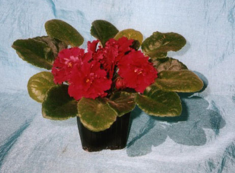 Сенполия Alamo Frills Pittman. Крупные махровые гофрированные красно-вишневые бархатистые цветы. Средне-зеленые удлиненные листья.