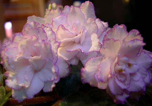 Изящные полностью махровые пушистые белые звёзды с тонким гофрированным карандашным краем фуксиево-пурпурного цвета на фоне заострённой тёмно-зелёной листвы. Очень красивый и нежный сорт!