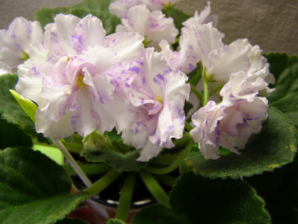 Мой любимчик!<br />Neptune's Jewels