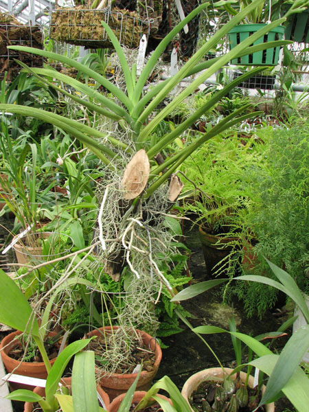 Vanda JVB x Vanda Gordon - Wirat.jpg