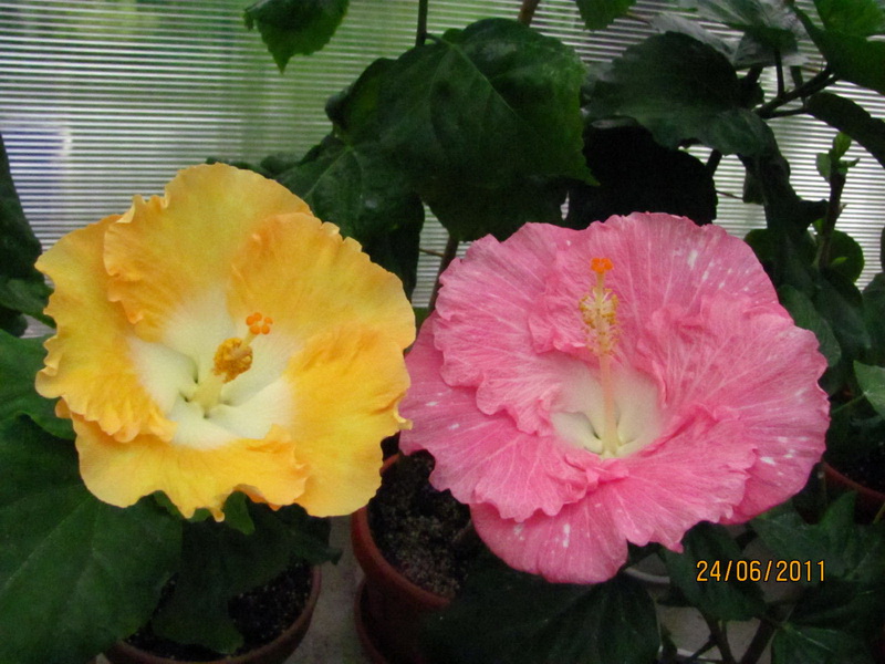 цветики дача 104.jpg